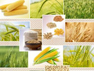 Tablecloths  140 CLASSICO WF-4626A